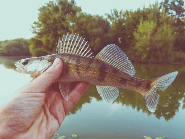 Fisk gös i händerna på en marulk — Stockfoto