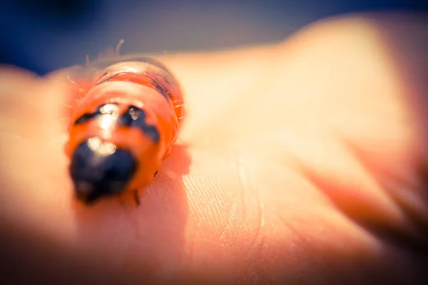 작은 빨간 애벌레 — 스톡 사진