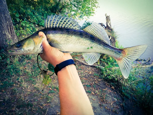 The fisherman is holding a fish — Stock Photo, Image