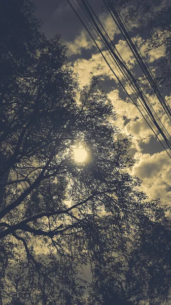 Güzel sokak ağaçları ile — Stok fotoğraf