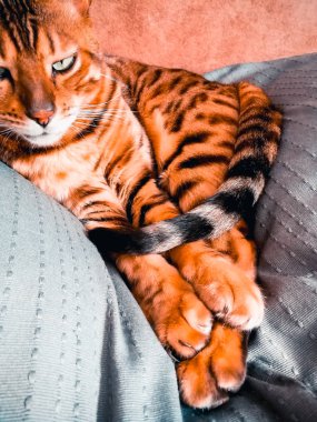 iri gözlü güzel Bengalli kedi