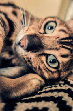 Bengal'in sevimli kedisi