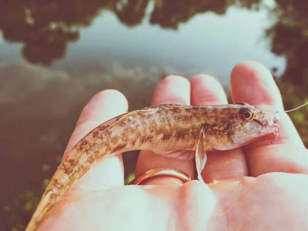 Peixe capturado em uma mão em um lago — Fotografia de Stock