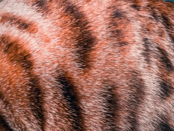 Cabelo de um gato de Bengala — Fotografia de Stock