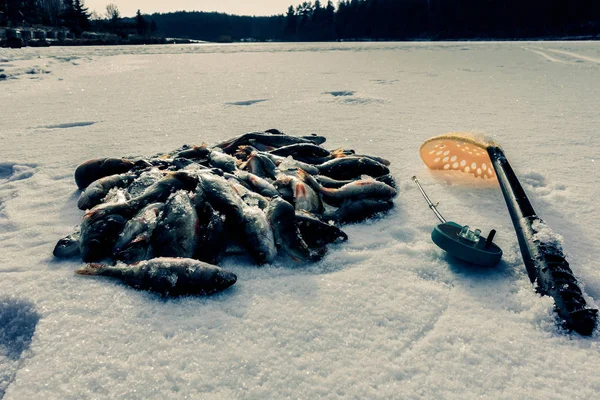 Pesca Invierno Desde Hielo — Foto de Stock