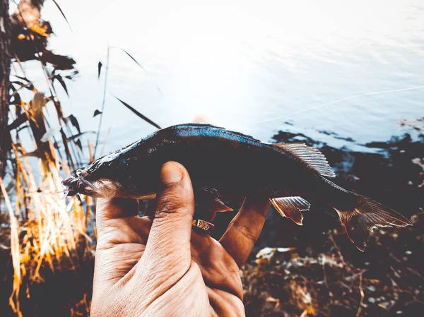 El pescador está sosteniendo un pez —  Fotos de Stock