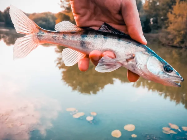 Zander in den Händen eines Anglers — Stockfoto