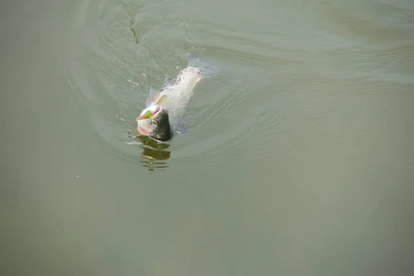 Pêche Truite Sur Lac — Photo