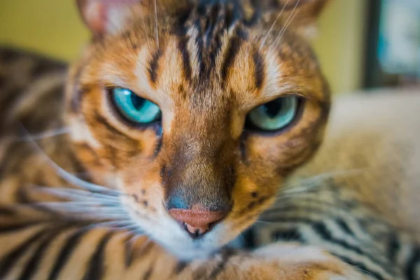 Niedliche Katze Von Bengal — Stockfoto