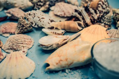 Arka plan mavi bir arka plan üzerinde deniz kabukları