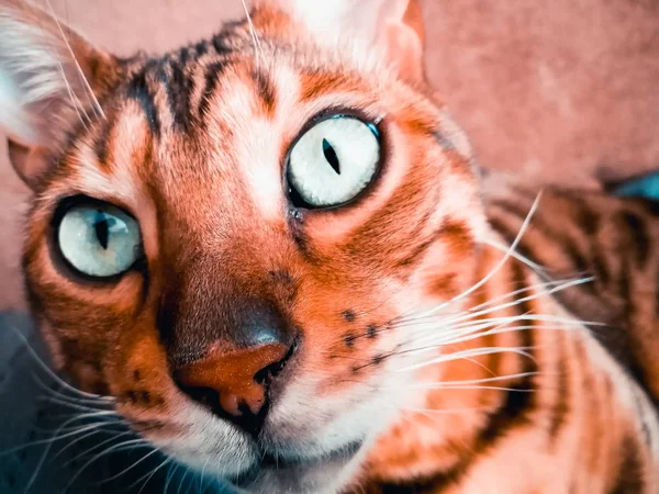 Grande gato de Bengala com olhos verdes claros — Fotografia de Stock