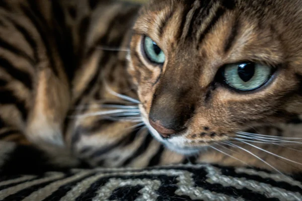 Schattige Kat Van Bengalen — Stockfoto