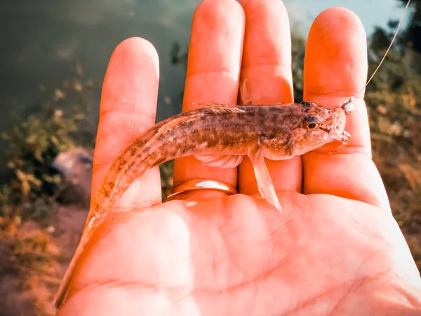 Pescado capturado en una mano en un lago —  Fotos de Stock