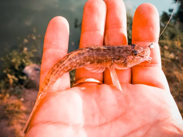 Caught fish in a hand on a lake — Stock Photo, Image