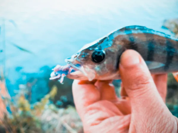 O pescador tem um peixe — Fotografia de Stock