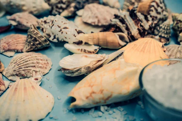 Fondo de conchas marinas sobre fondo azul —  Fotos de Stock