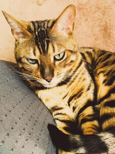 Hermoso gato bengalí con grandes ojos —  Fotos de Stock