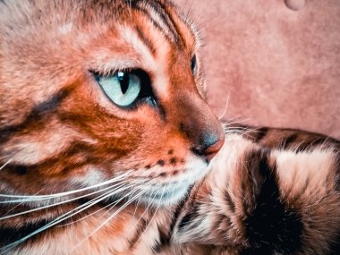 iri gözlü güzel Bengalli kedi