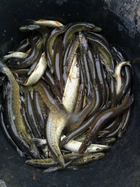 Bir balıkçı tema arka plan