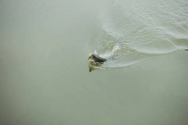 Pêche Truite Sur Lac — Photo