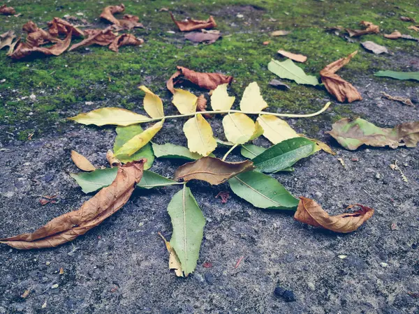 Moss with dry leaves — Stock Photo, Image