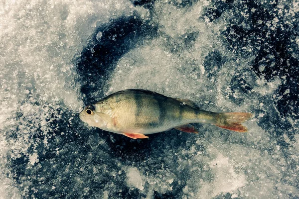 Winterfischen aus Eis — Stockfoto