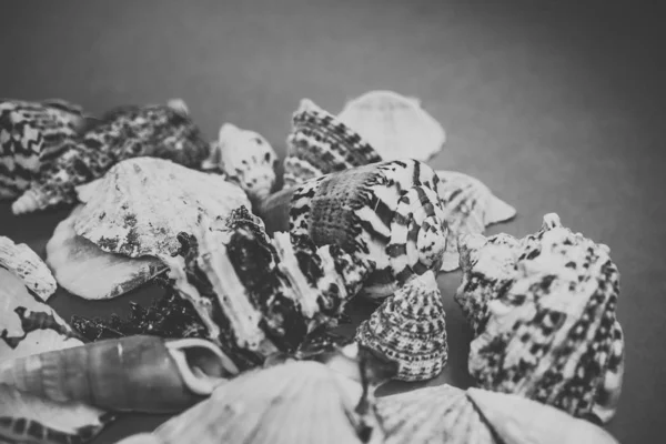 Fundo de conchas do mar em um fundo azul — Fotografia de Stock