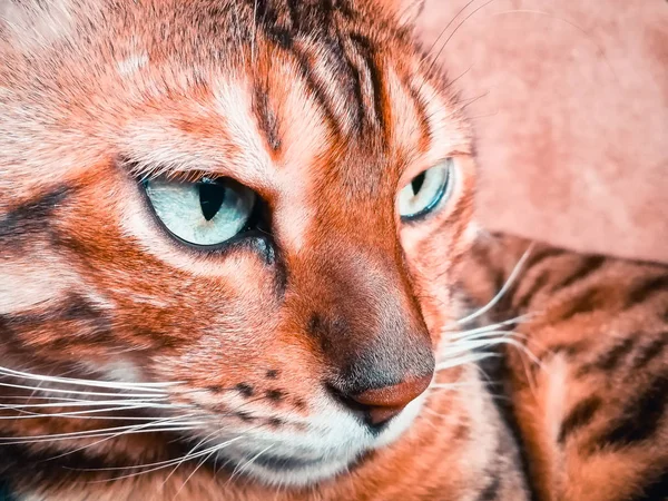 Schöne Bengalikatze mit großen Augen — Stockfoto