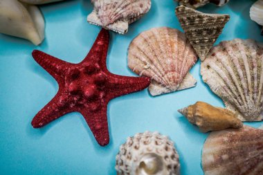 Mavi arka planda deniz kabukları