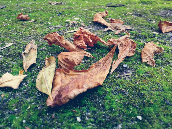 Moss with dry leaves — Stock Photo, Image