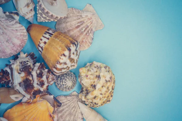 Conchas em um fundo azul — Fotografia de Stock