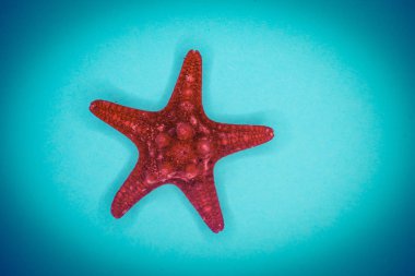 Mavi arka planda deniz kabukları