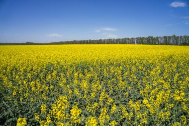 Kolza tohumu alan bir kız