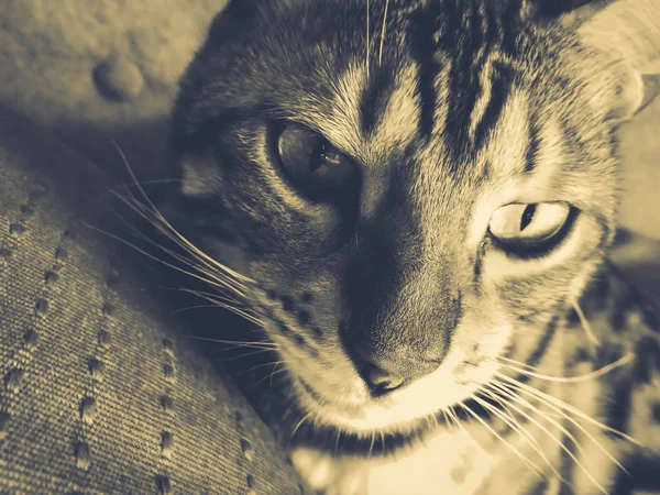 Belo gato bengali com olhos grandes — Fotografia de Stock