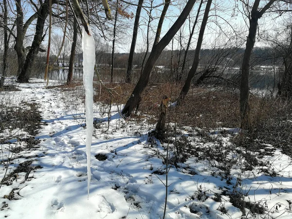 Los hielos sobre el árbol en invierno — Foto de Stock