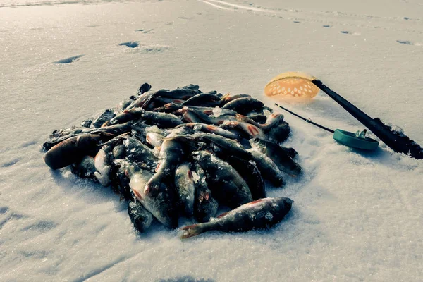 从冰的冬季捕鱼 — 图库照片