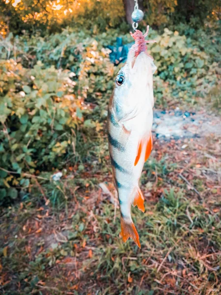 Capturado Pequeno Peixe Close — Fotografia de Stock