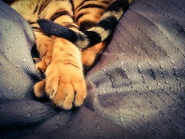 iri gözlü güzel Bengalli kedi