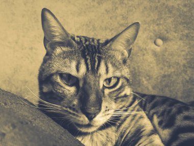 ışık yeşil gözlü büyük Bengal kedi