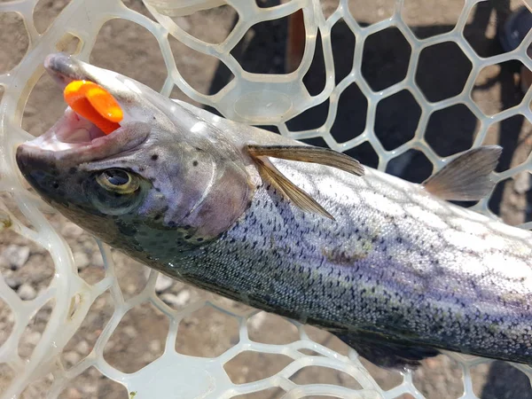 A pescar. Pescador e truta . — Fotografia de Stock