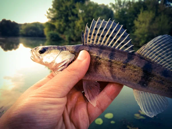 Fish pike-perch in the hands of an angler — Stock Photo, Image