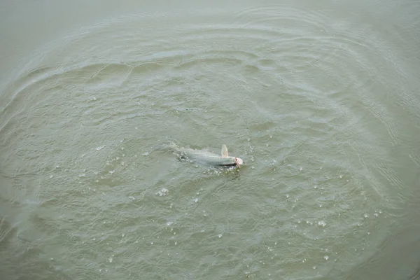 Trout Fishing Lake — Stock Photo, Image