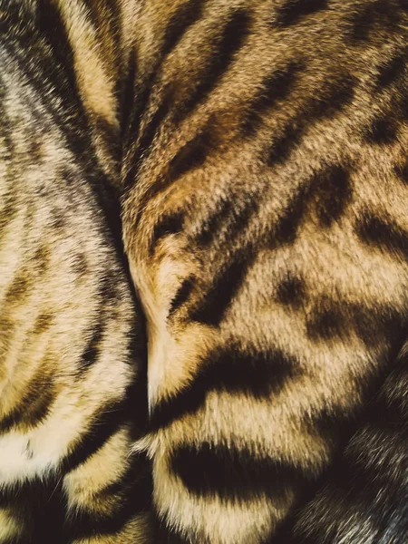 Patas de um gato de Bengala — Fotografia de Stock