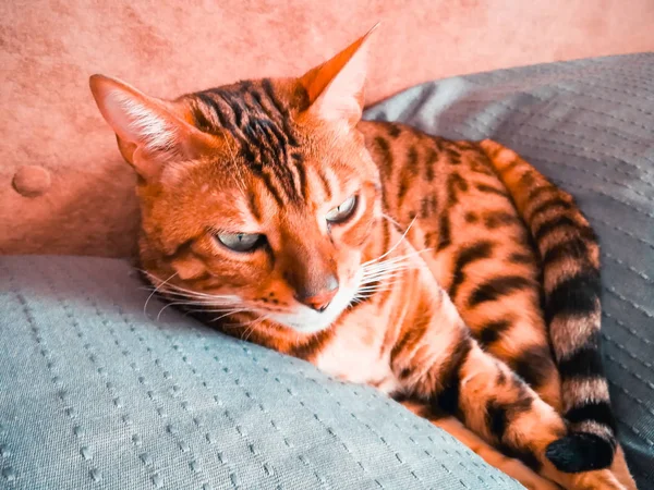 Hermoso gato bengalí con grandes ojos —  Fotos de Stock