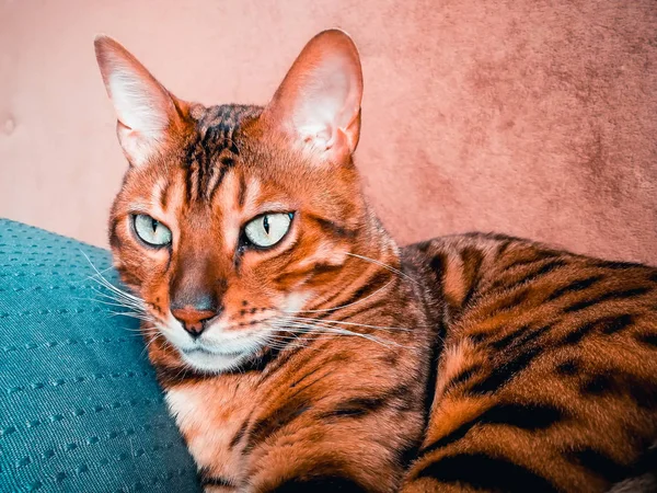 Schöne Bengalikatze mit großen Augen — Stockfoto
