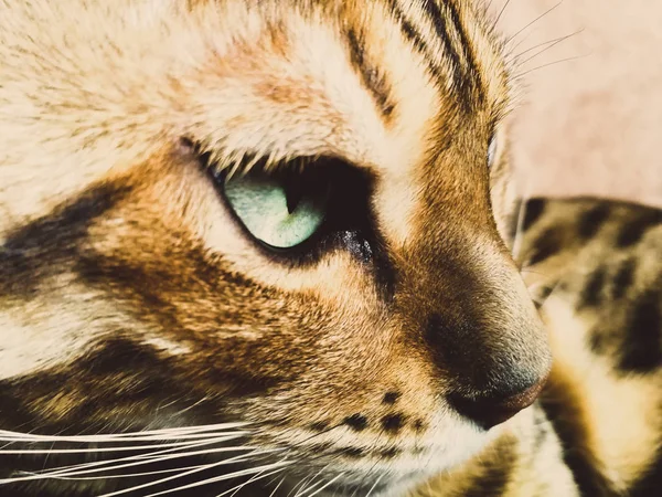 Schöne Bengalikatze mit großen Augen — Stockfoto