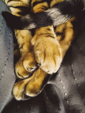 Bengal kedinin pençeleri