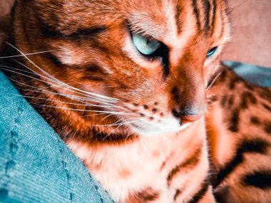 iri gözlü güzel Bengalli kedi