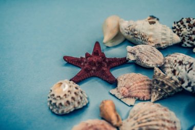 Arka plan mavi bir arka plan üzerinde deniz kabukları