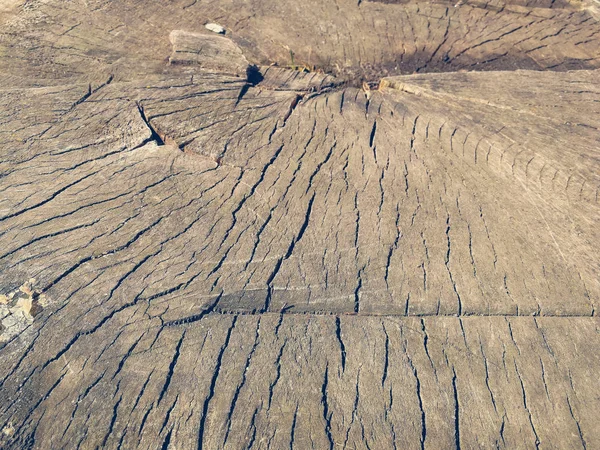 Cut Wood Texture Background — Stock Photo, Image